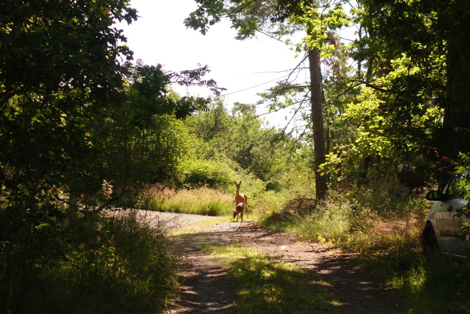 Waldweg mit Reh ein paar Meter entfernt